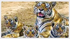 Wildlife Sanctuary Tours India